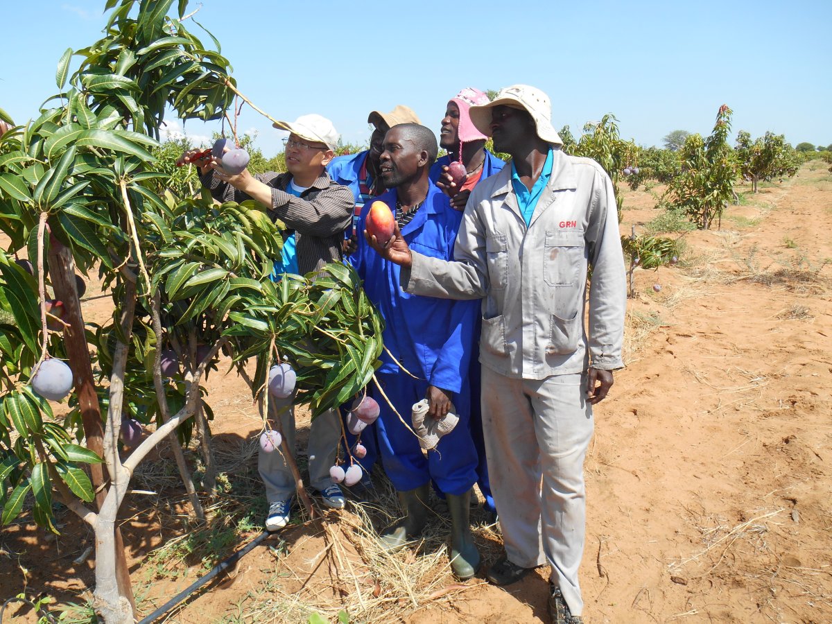 Mango cultivation in Nambia project 2016