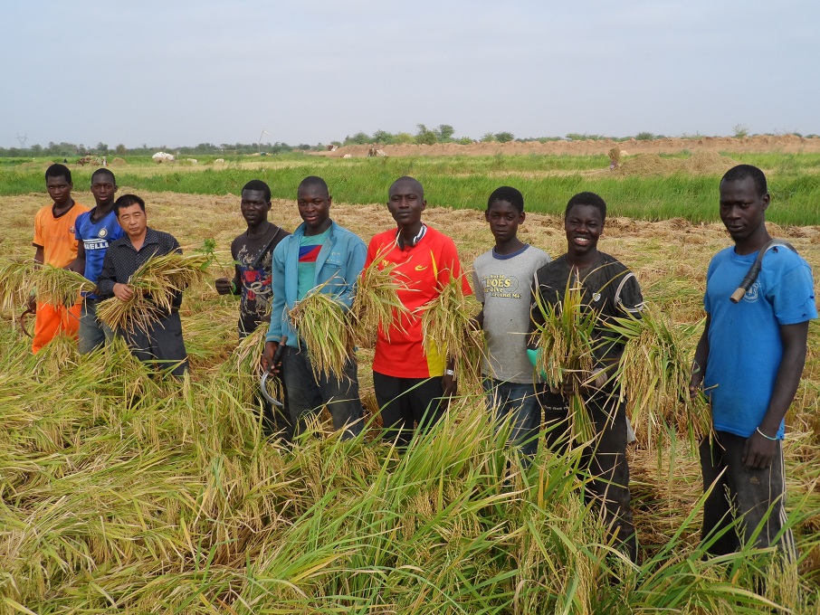 Rice harvest in demonstration field in Senegal project 2014