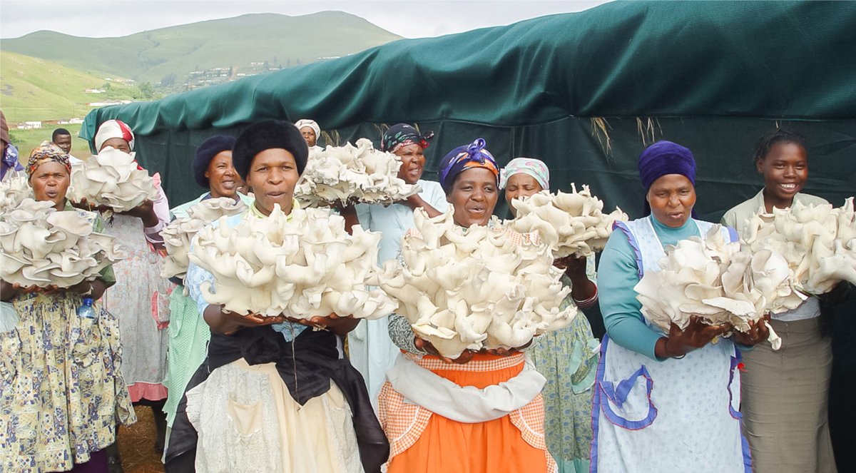 Women of KwaDindi Juncao Mushroom Co-operative in South Africa
