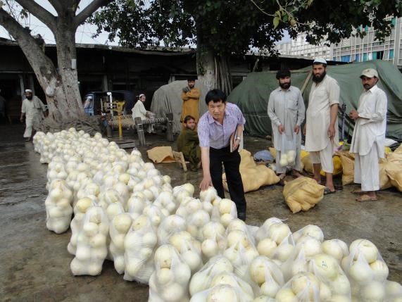 The Xiangfei melon variety sold well in Pakistan