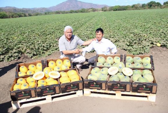 A good harvest of melons promoted in Costa Rica