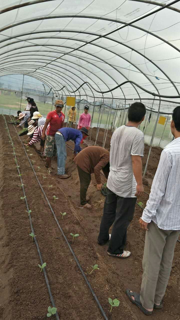 Field training at the vegetable base