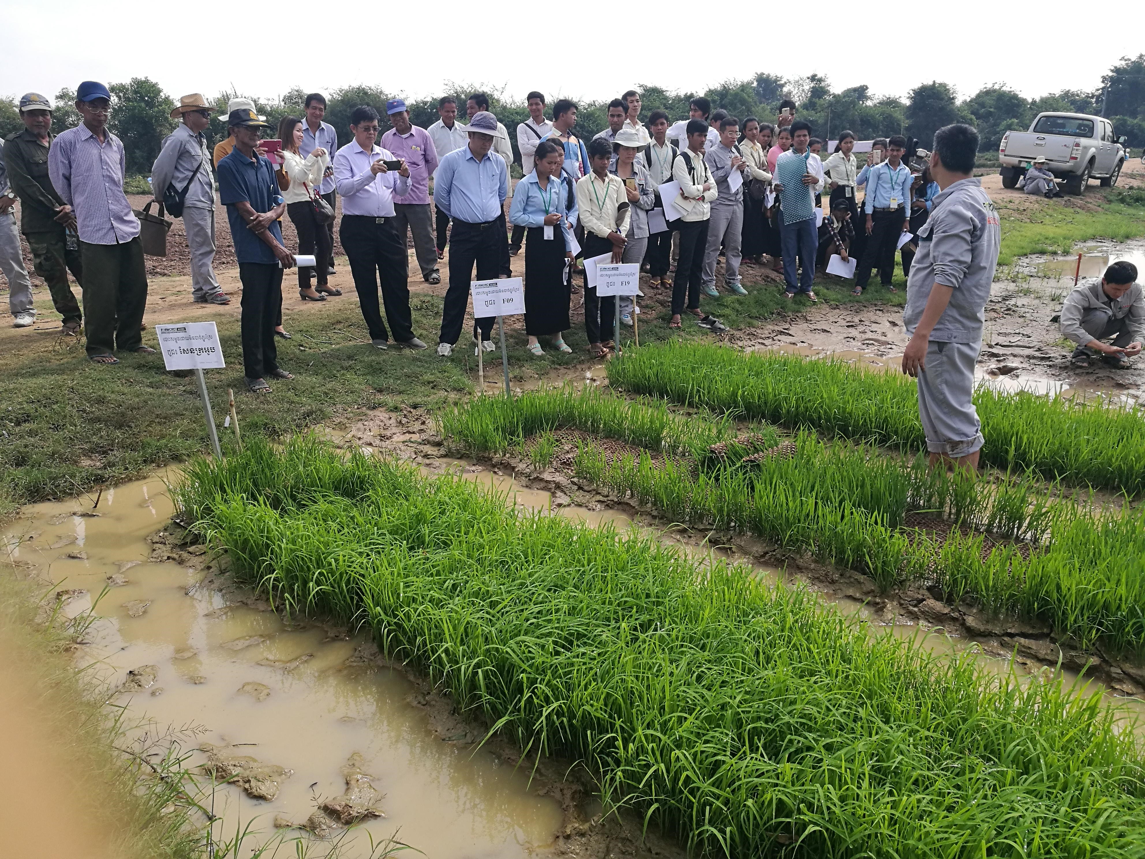 Rice planting demonstration and training