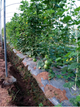 Demonstration plantation for the melon at the test base