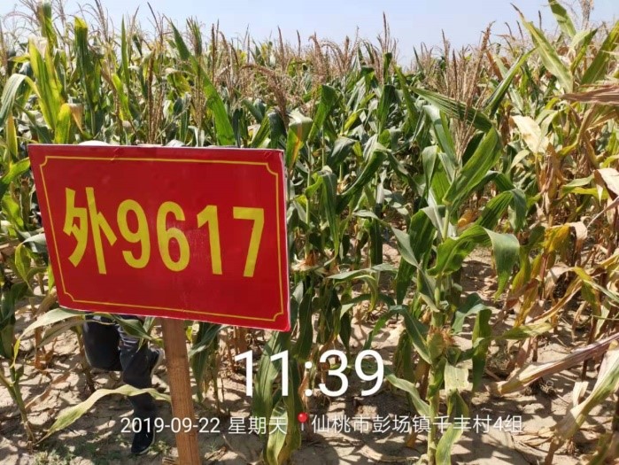 Pakistan drought-resistant maize variety grown in Hubei
