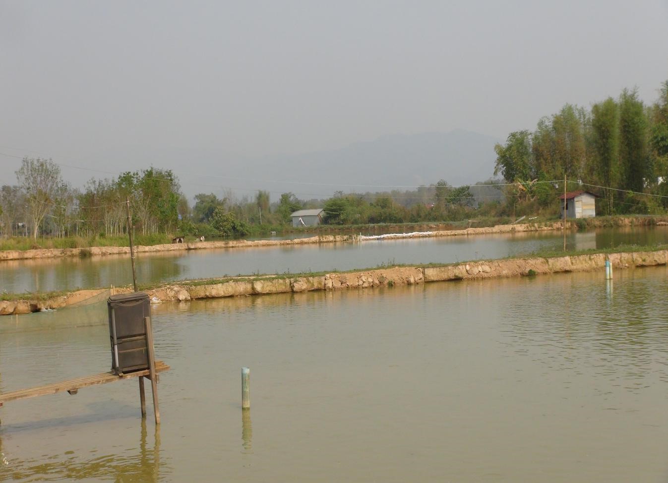 A standardized pollution-free tilapia aquaculture demonstration pond