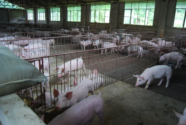 Building a standardized pig farm