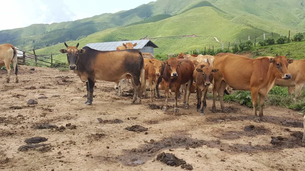 Demonstration of pollution-free beef cattle breeding
