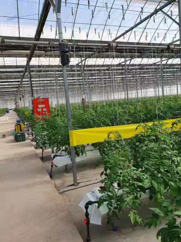 The demonstrative greenhouse with good irrigation technology