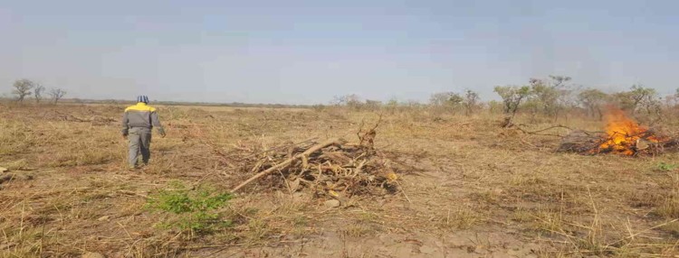 Reclaiming land for the plantation base in Cote d'Ivoire