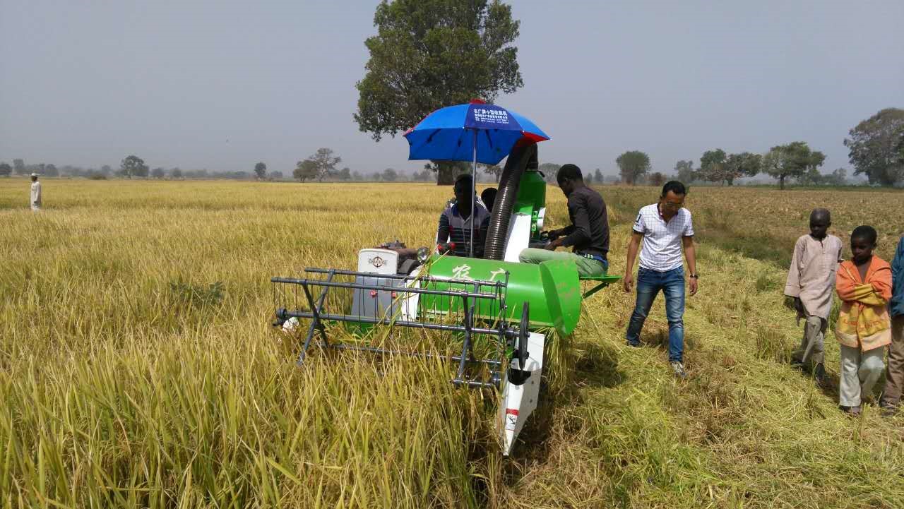 Chinese agricultural machinery is used to harvest Nigeria's demonstration fields in 2018